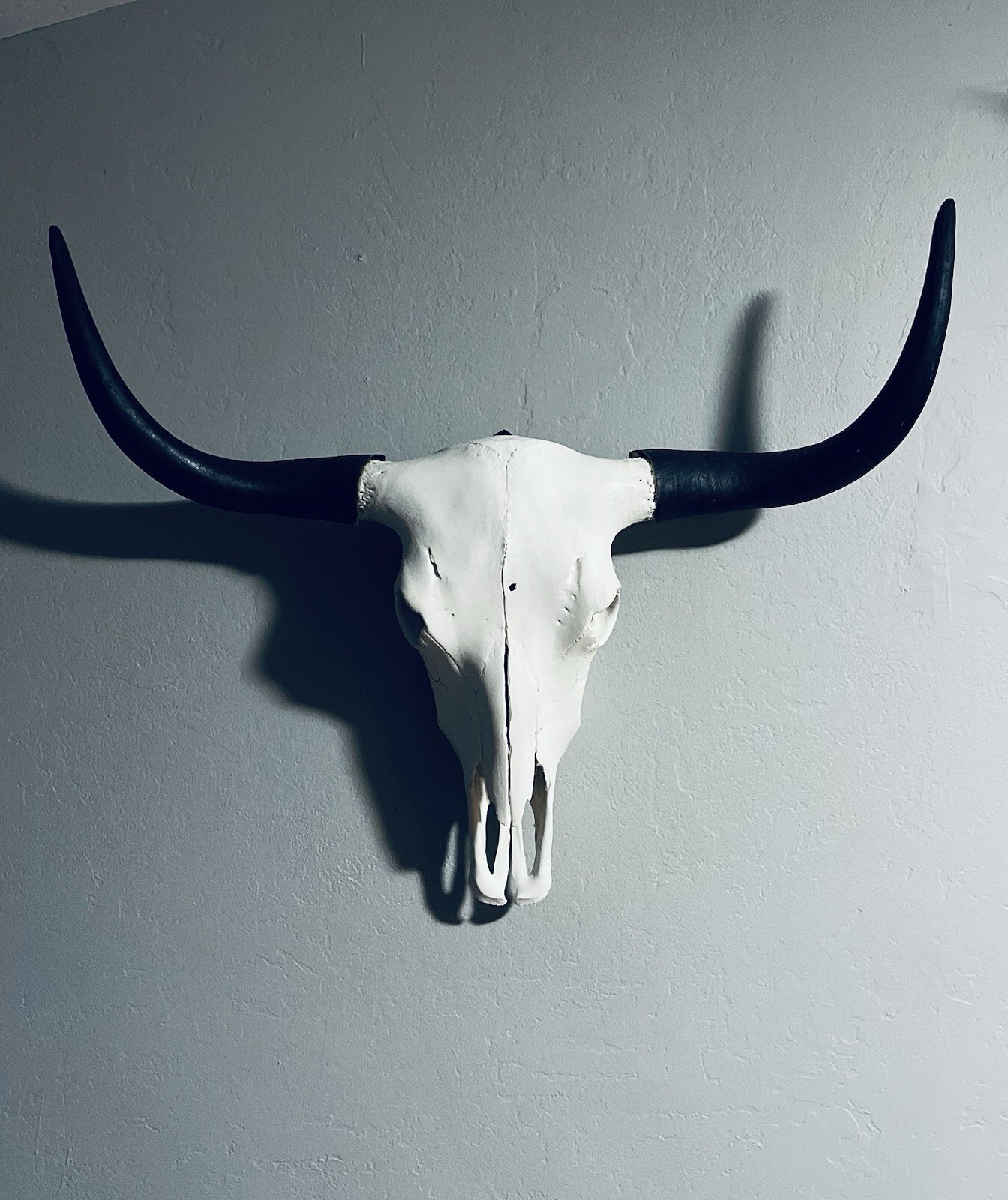 XL Yak Skull