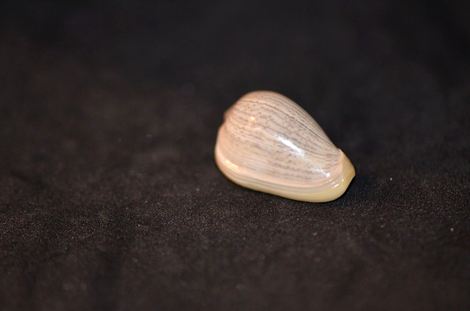 Cryptospira strigata strigata (dwarf) - 24.4 mm - Trawled Andaman Sea - Myanmar 