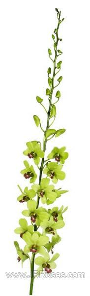 Green Dendrobium Orchid