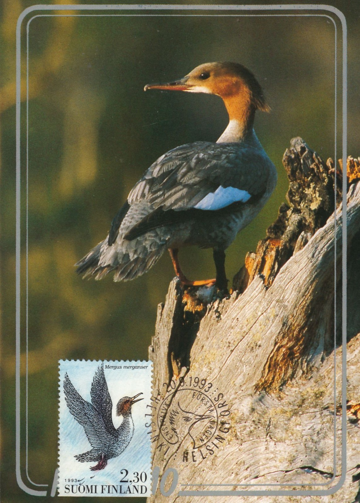 Bird Common Merganser Mergus Mint Art Bird In Kuusamo Finland Card FDC 1993