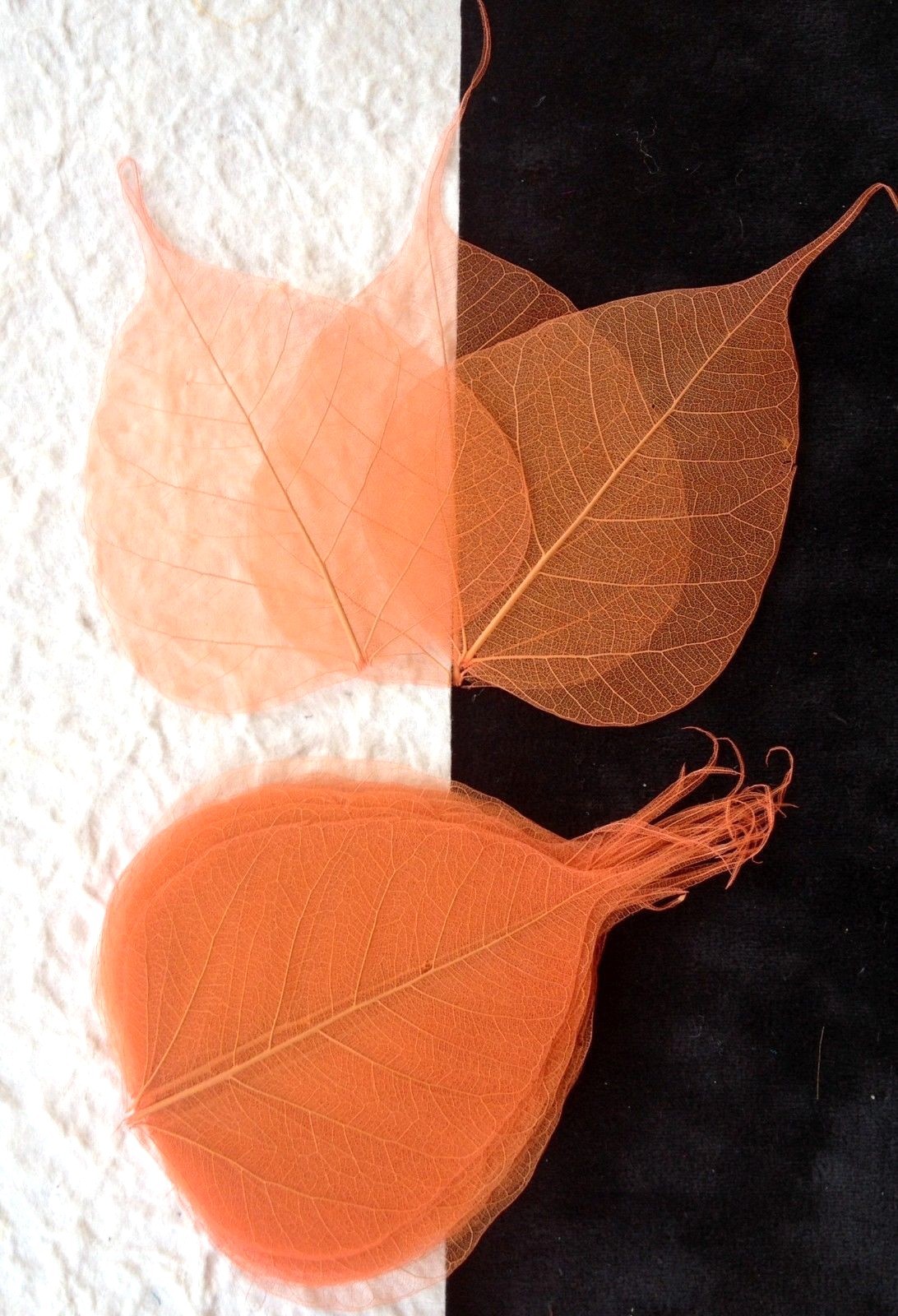 25 leaves Orange po bo Pho Banyan skeleton leaf see through veins Autumn Medium