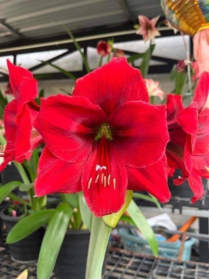 Amaryllis Hippeastrum Flower Bulb Large Blooming Garden Plant Easy to Grow