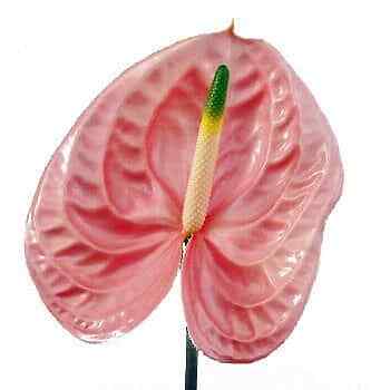 Pink Anthurium Flower