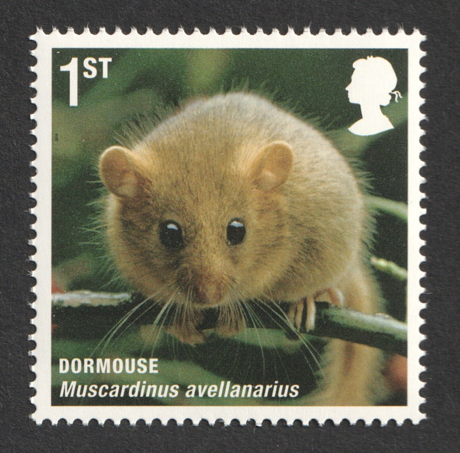 2010 1st Dormouse. Mammals. Action For Species. SG 3062