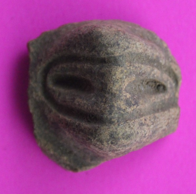 Puerto Rico Taino Pre Columbian Pottery Artifact FREE Display Case 1000AD COA 55