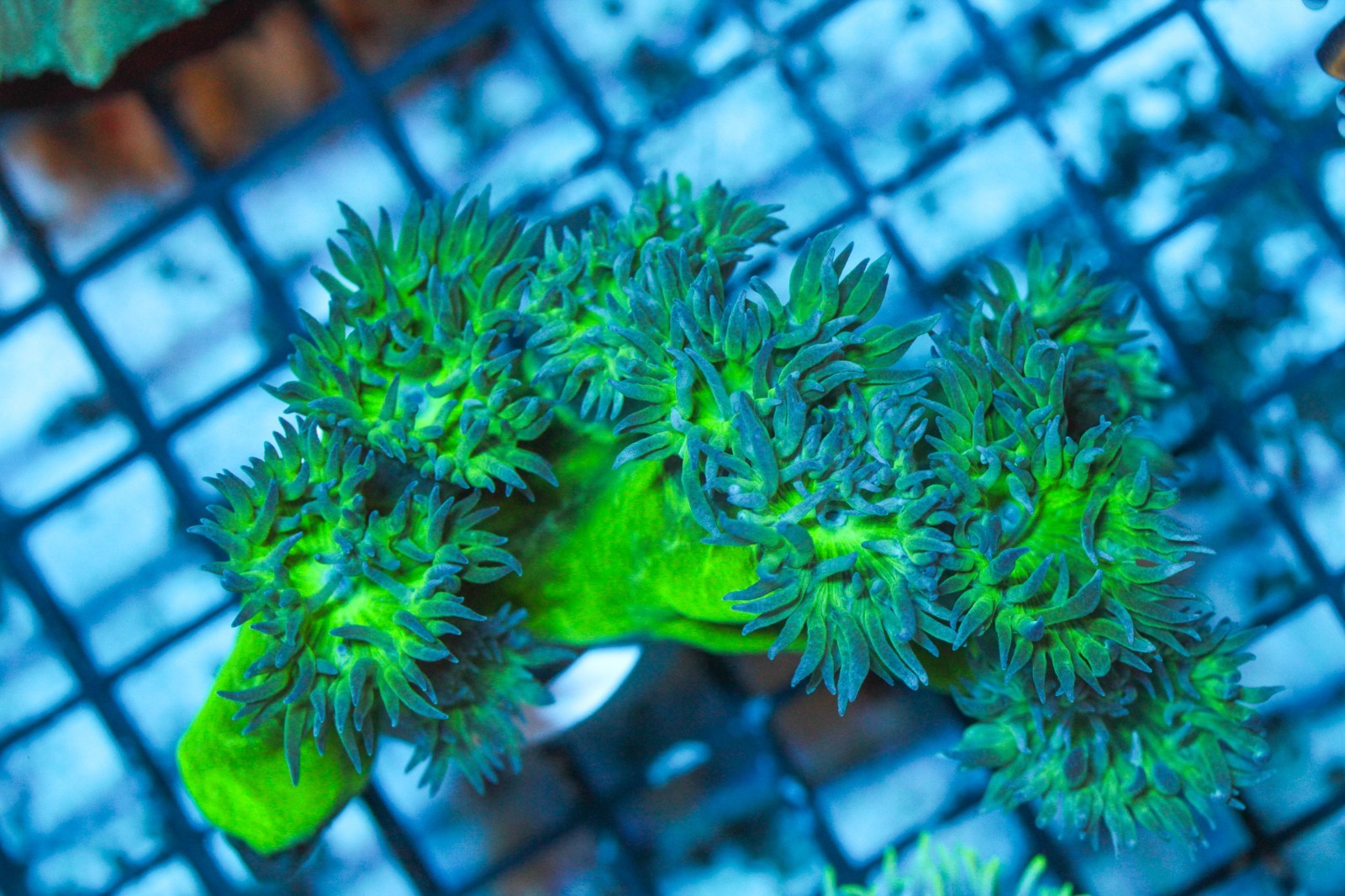 WYSIWYG  Toxic Neon Green Duncan Colony Corals Depot