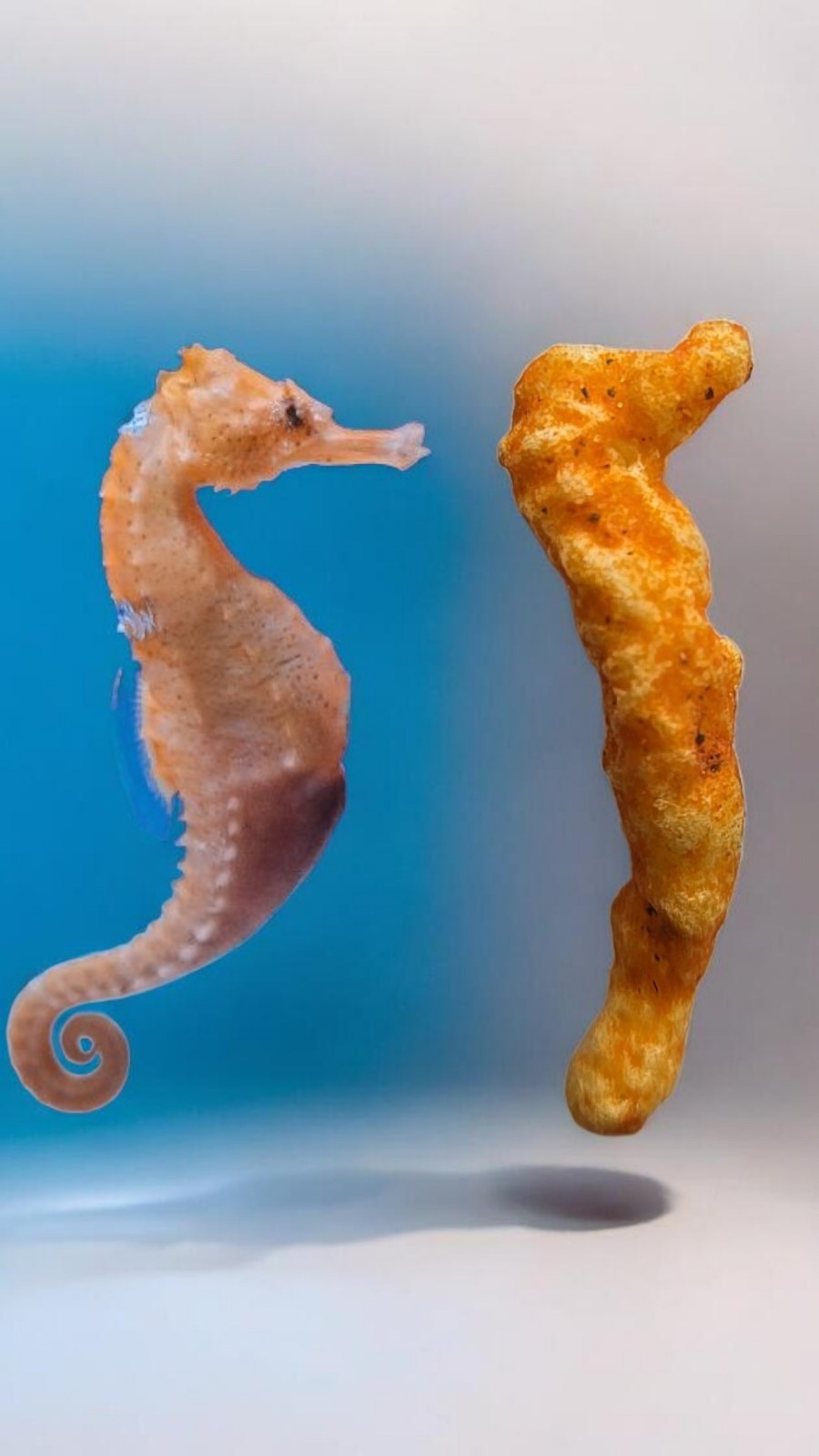Sea Horse Shaped Cheeto
