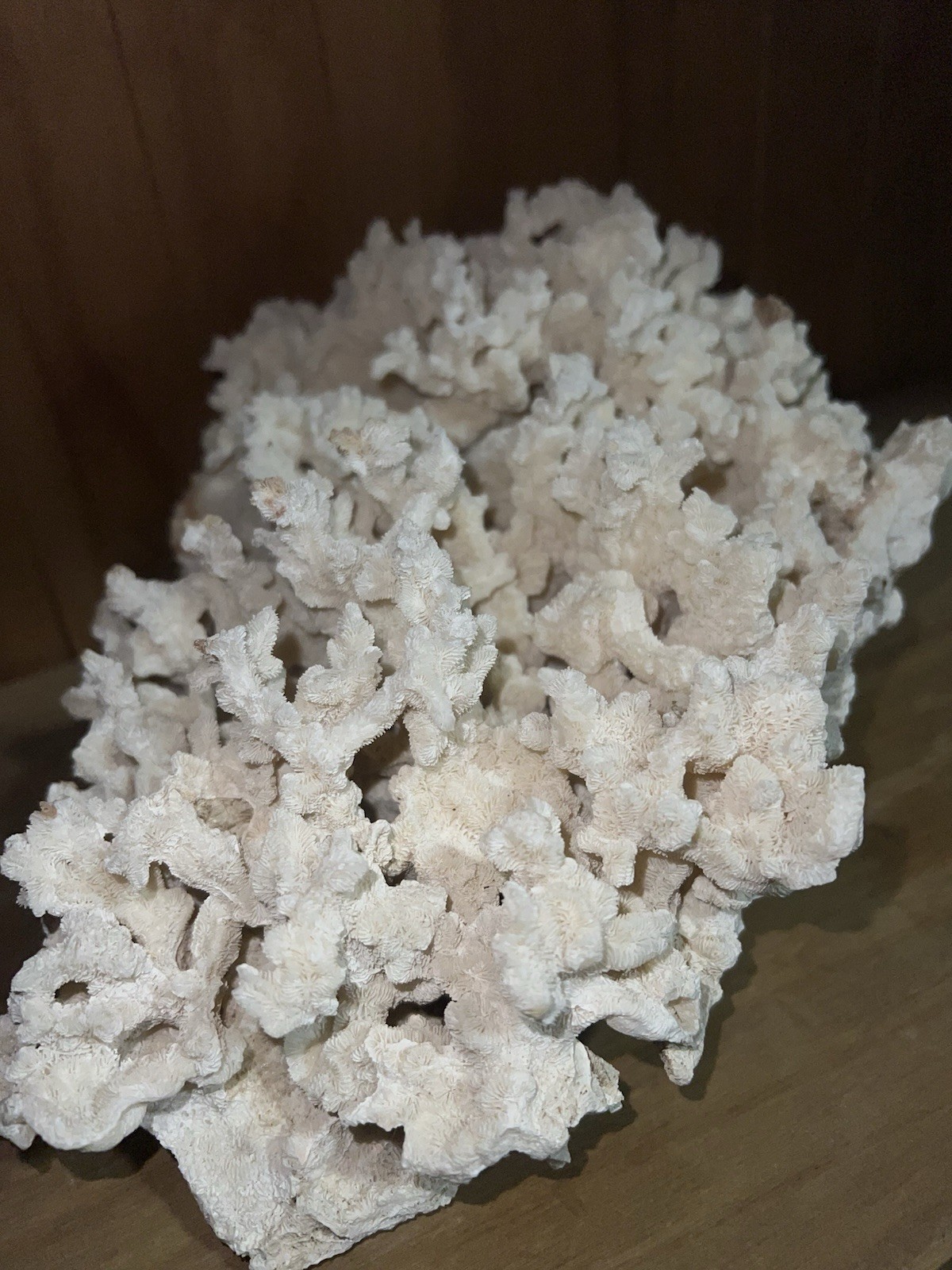 Large 11” White Coral Cluster  – Beautiful - Reef Specimen..