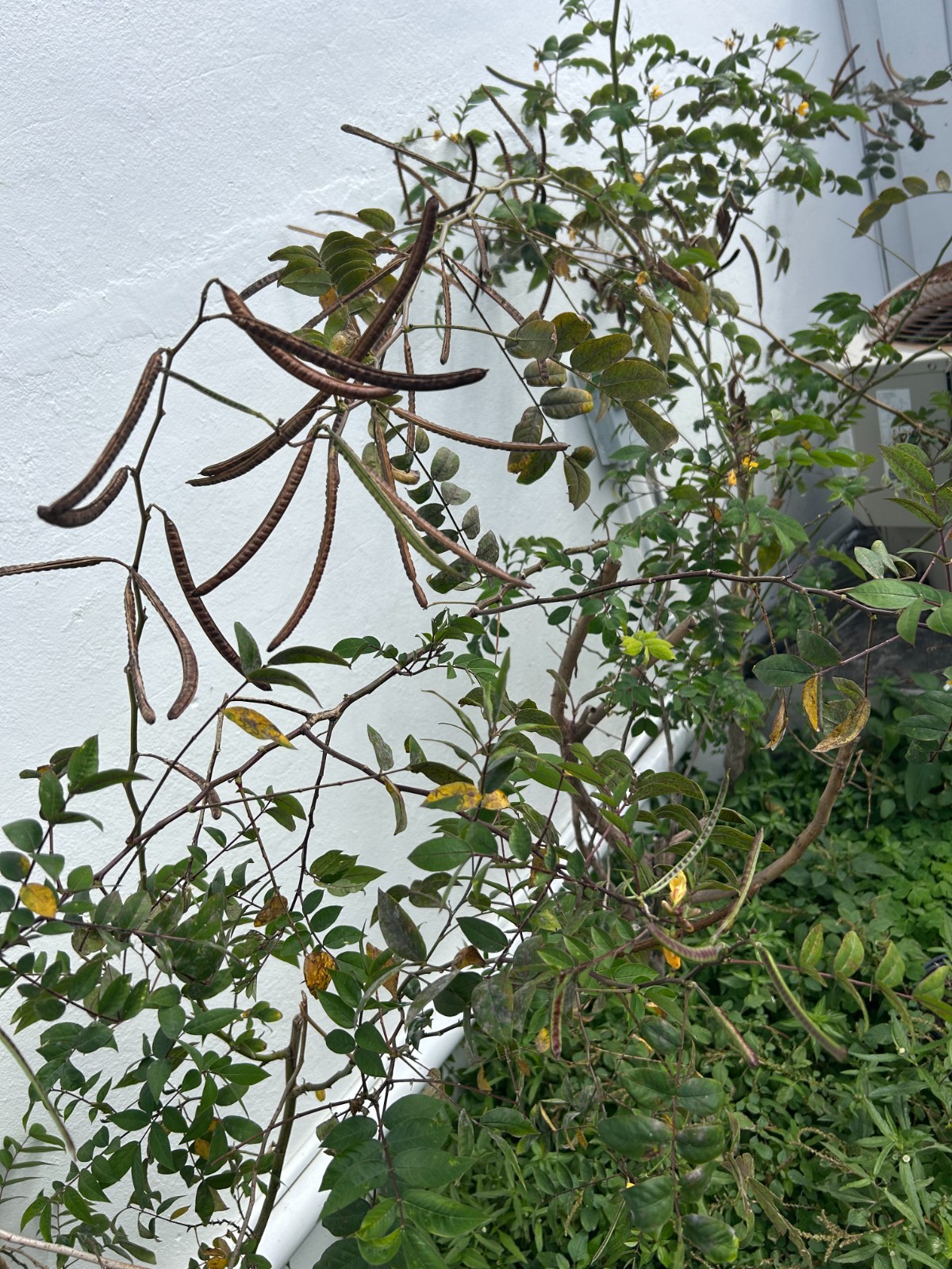 Hierba Hedionda fresh bunch