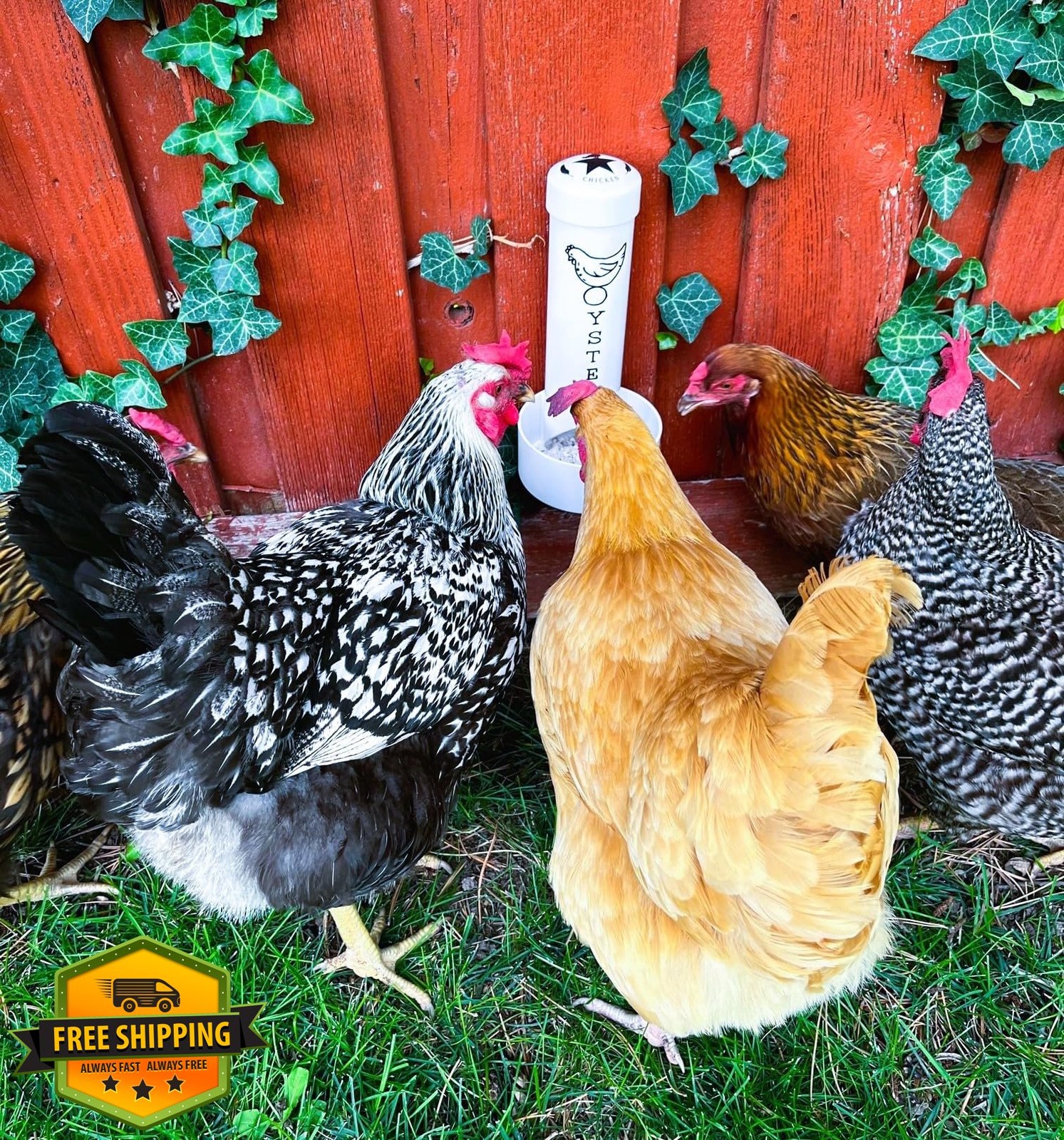 Oyster Shell Feeder for Chickens, Natural Feed Supplement