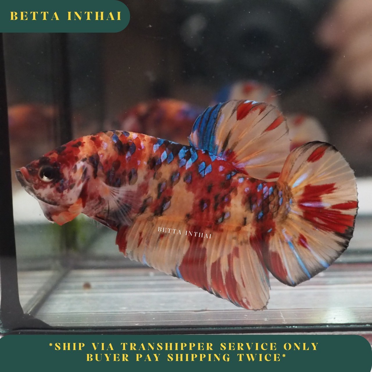Giant Betta Fish Galaxy Nemo Halfmoon Plakat Male 7 cm High Quality from TH 3M3