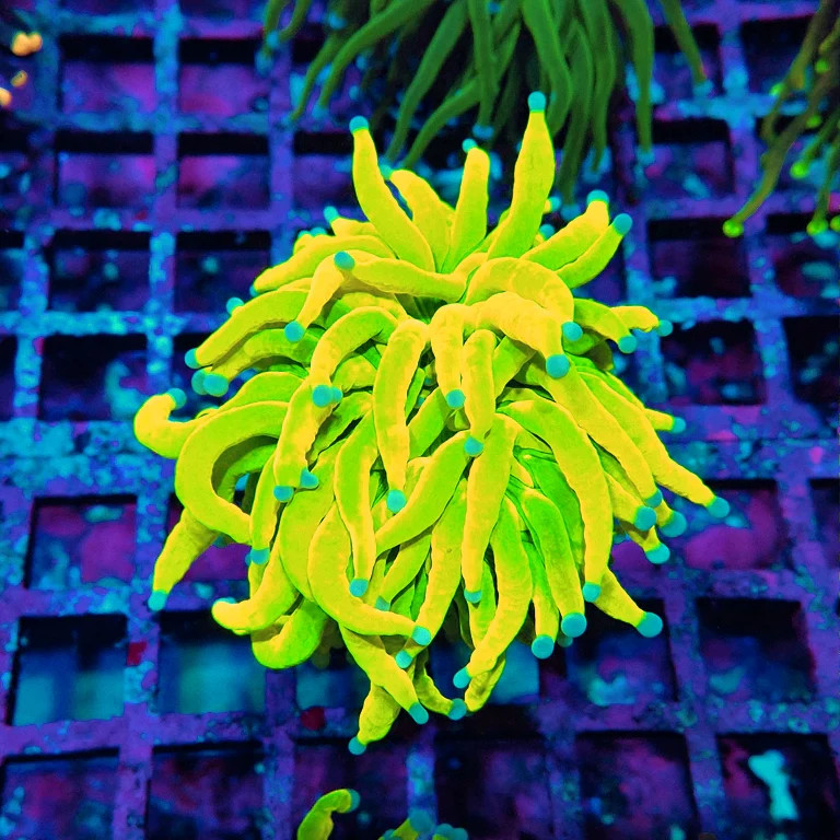 WYSIWYG - Euphyllia Holy Grail Torch Premium