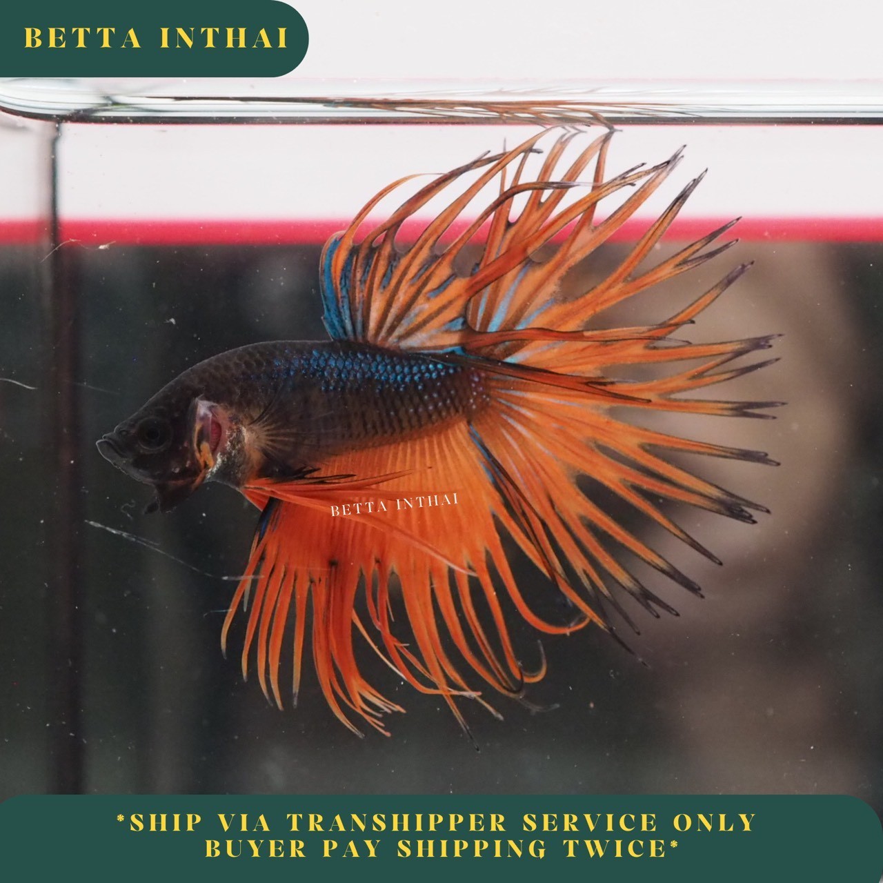 Live Betta Fish Crowntail Fancy Orange Tail Male 3.5 Months from TH 3M4