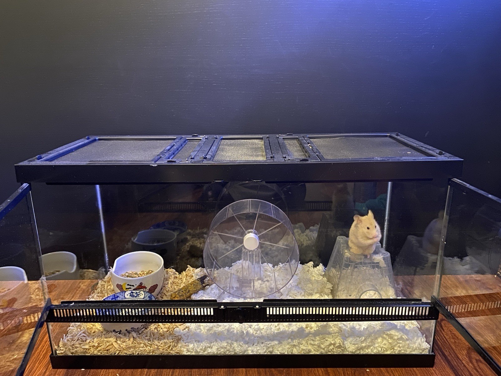 Glass Hamster Cage Medium Single Tier with Wheel, Food Bowls, Bedding, Enclosure