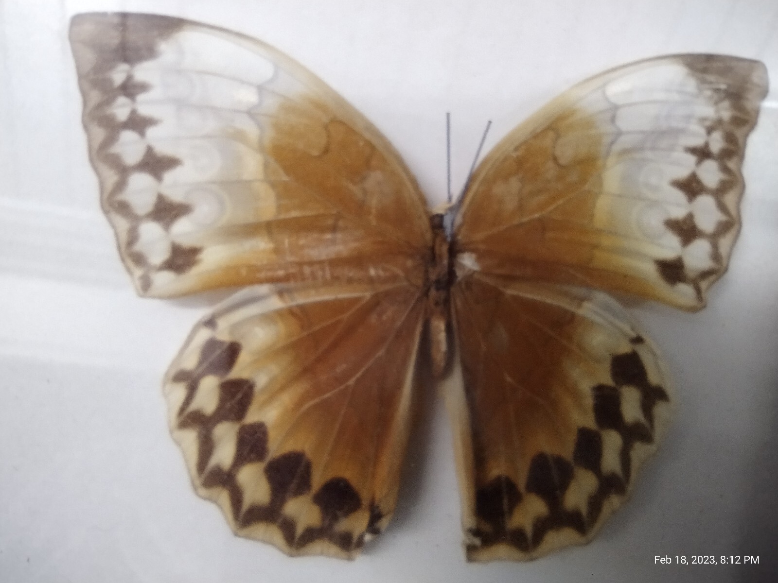 stichophthalma howqua Mounted Taxidermy Butterfly 