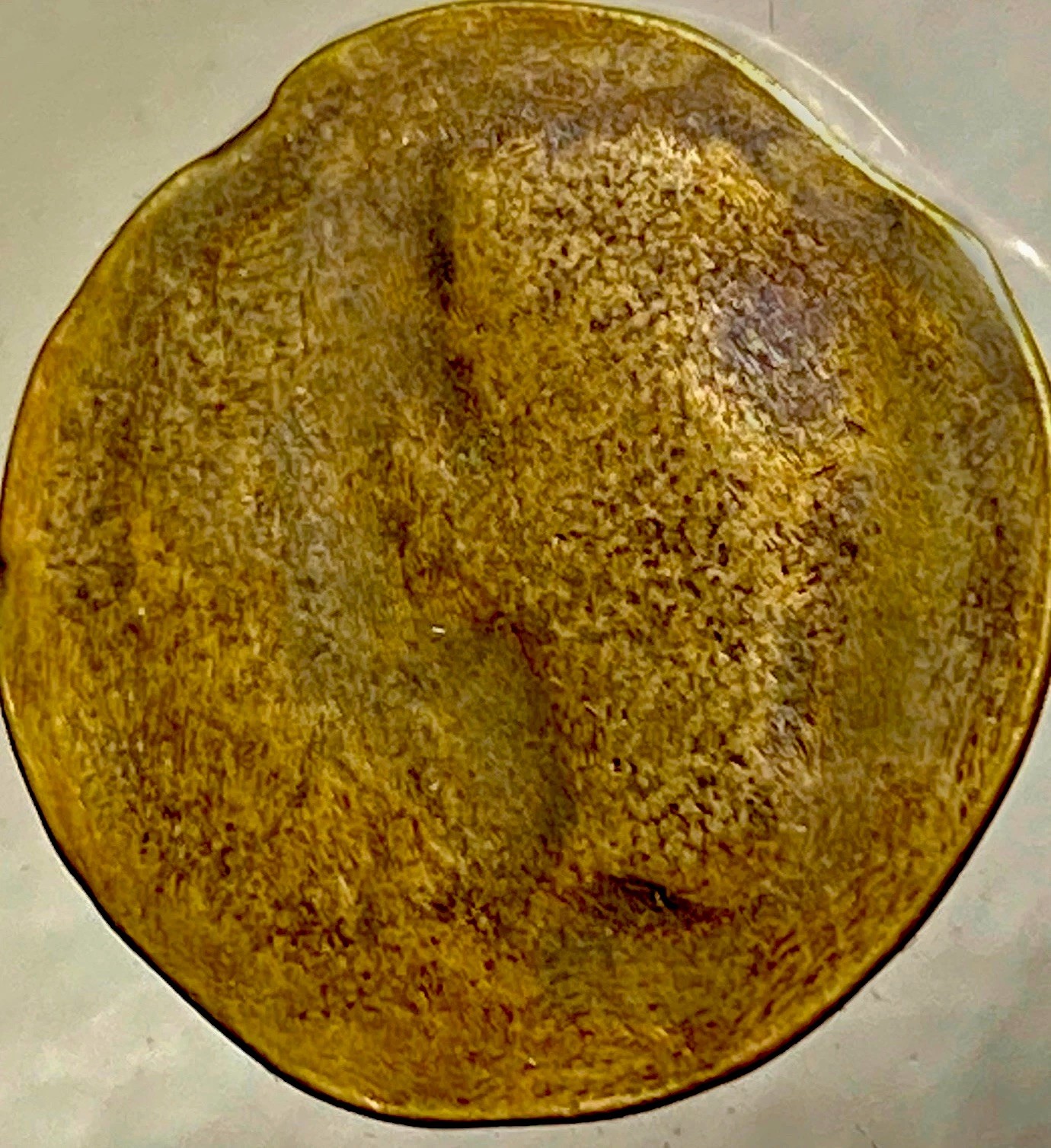 Emperor Octavian Augustus 14BC-10BC Ancient Roman Province Julia Traducta Coin