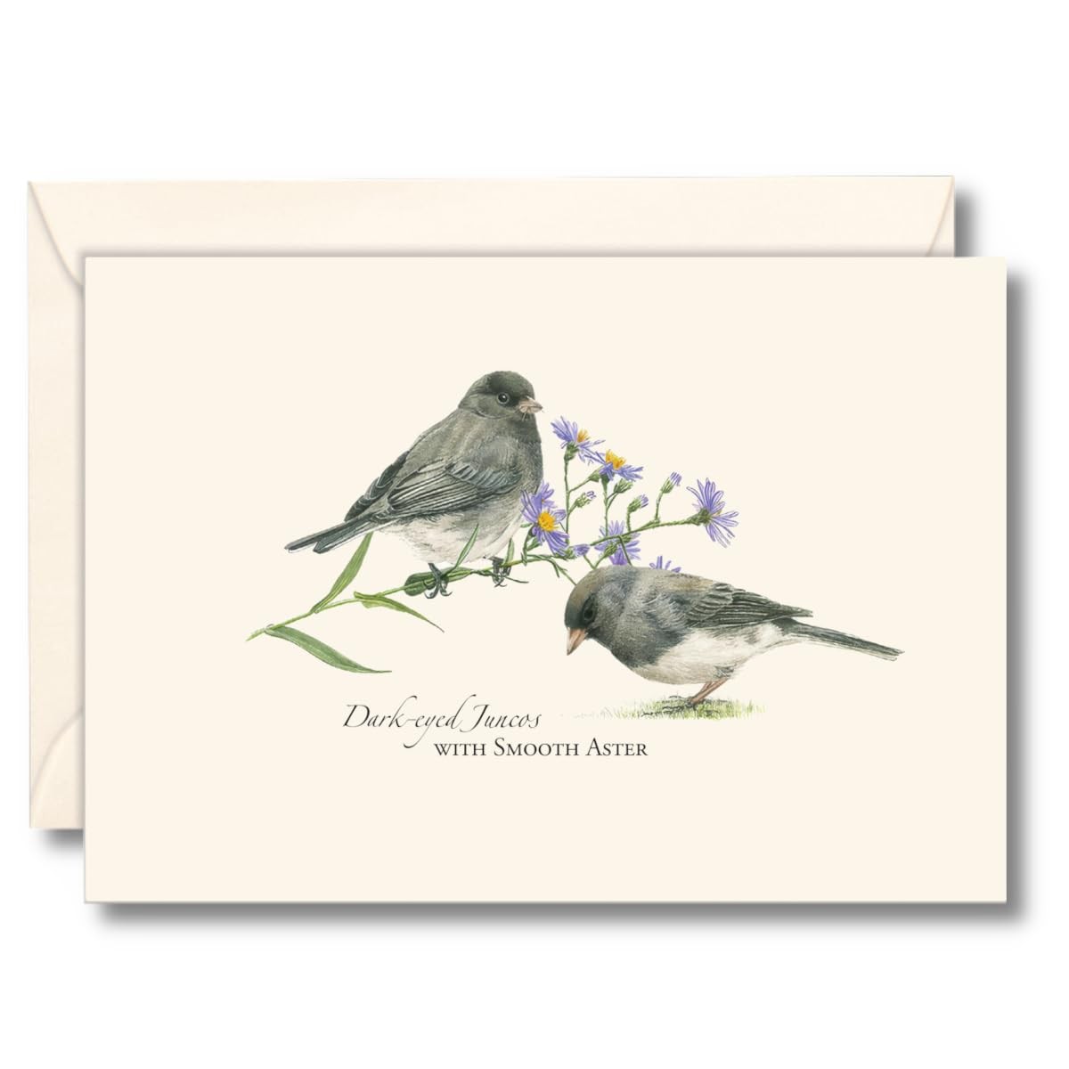 8 PCS Juncos Bird Notecard Set Blank Cards With Envelopes Stationery Set