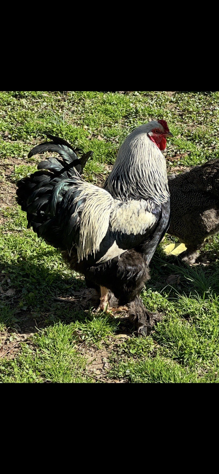 Dark Brahma Hatching (6) Eggs