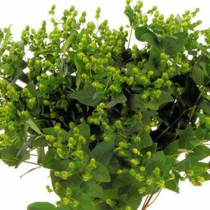 Green Hypericum Berries