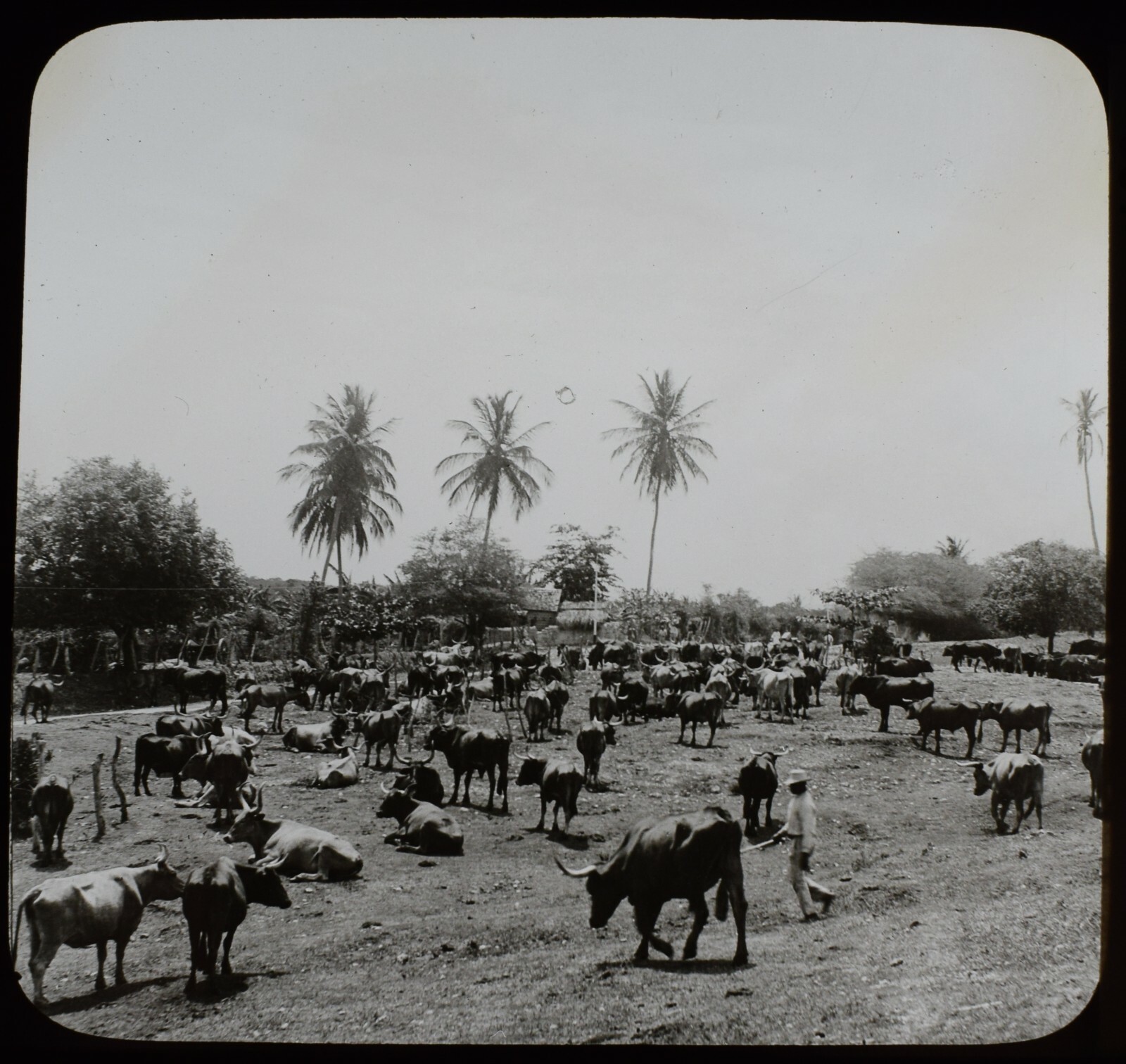 Magic Lantern Slide A CATTLE RANCH IN JAMAICA C1910 PHOTO CARIBBEAN FARMING 