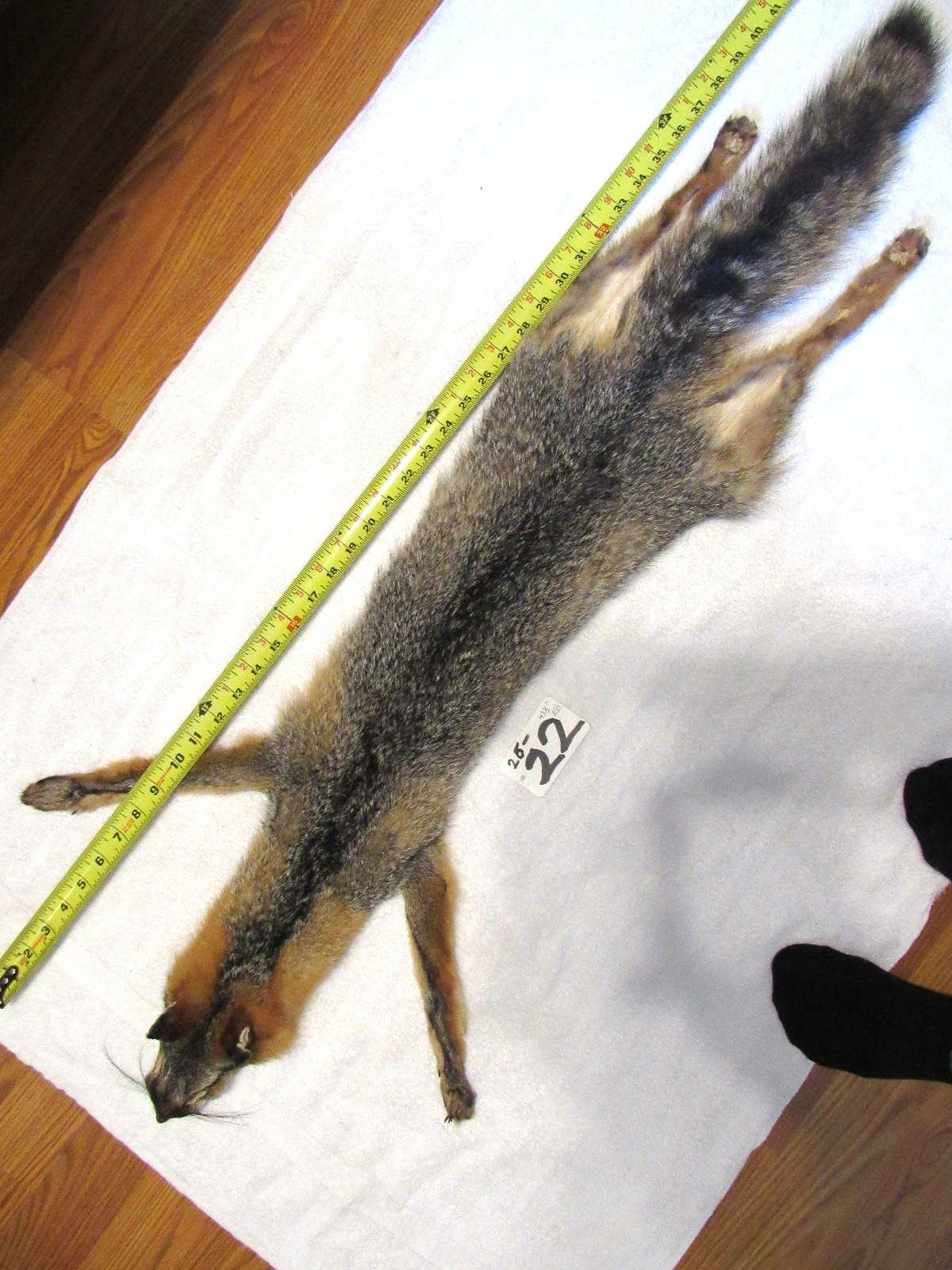 tanned  grey fox with feet claws soft winter fur  animal hide good leather