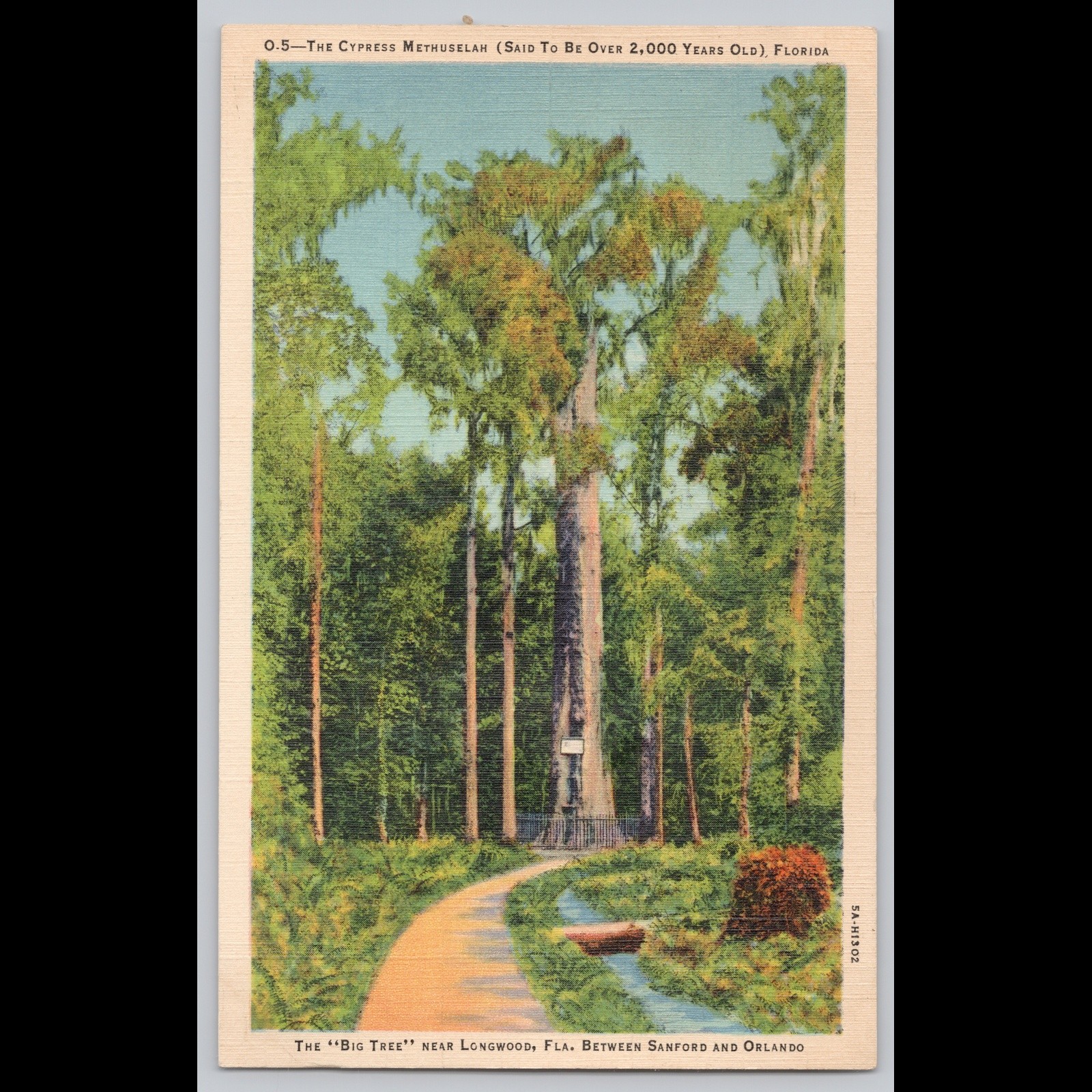 Antique Postcard The Cypress Methuselah Florida Big Tree Near Longwood