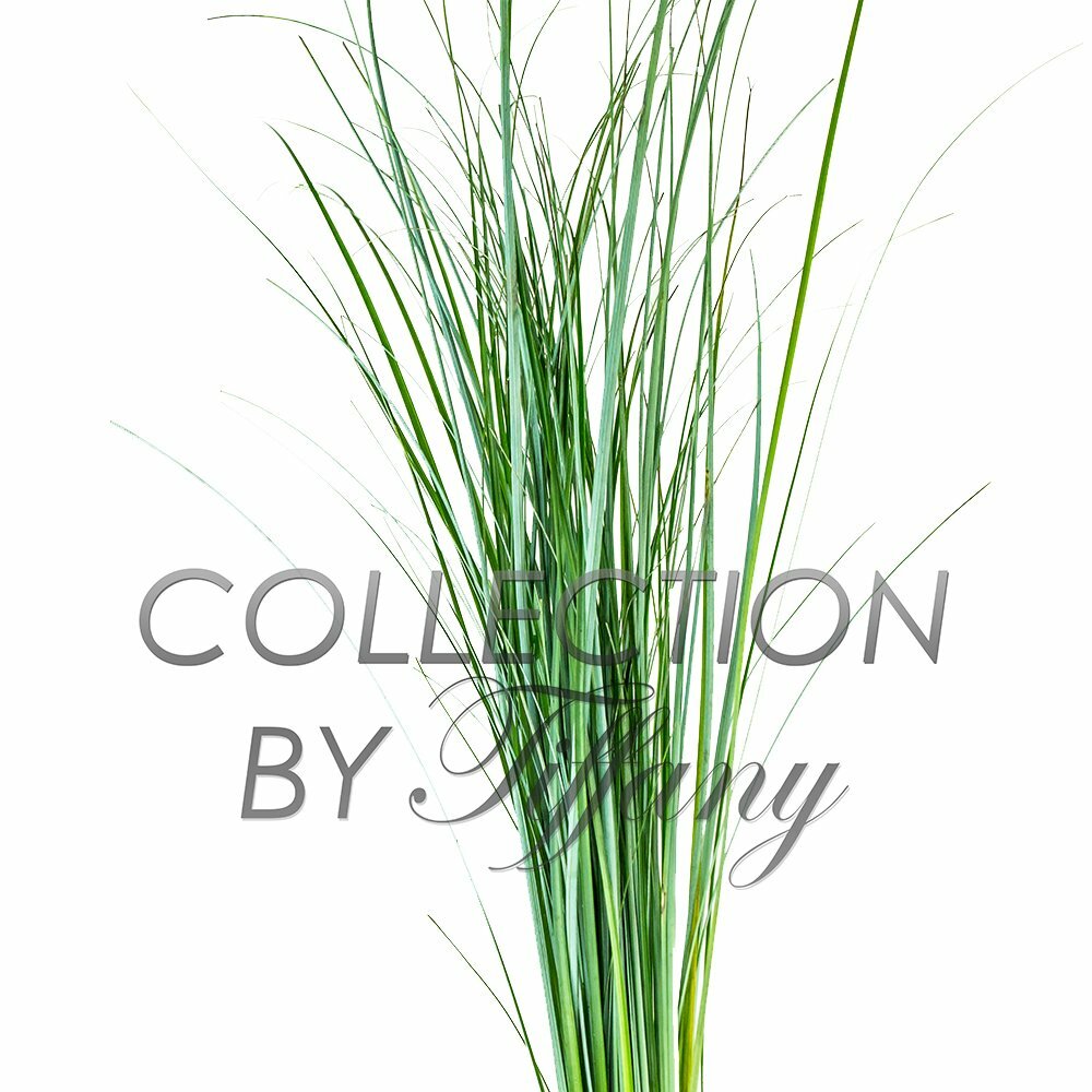 Fresh Bear Grass for Vase Filler Green Arrangement Bouquet