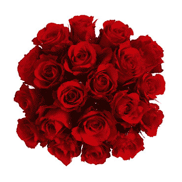 Red Roses, 100 stems