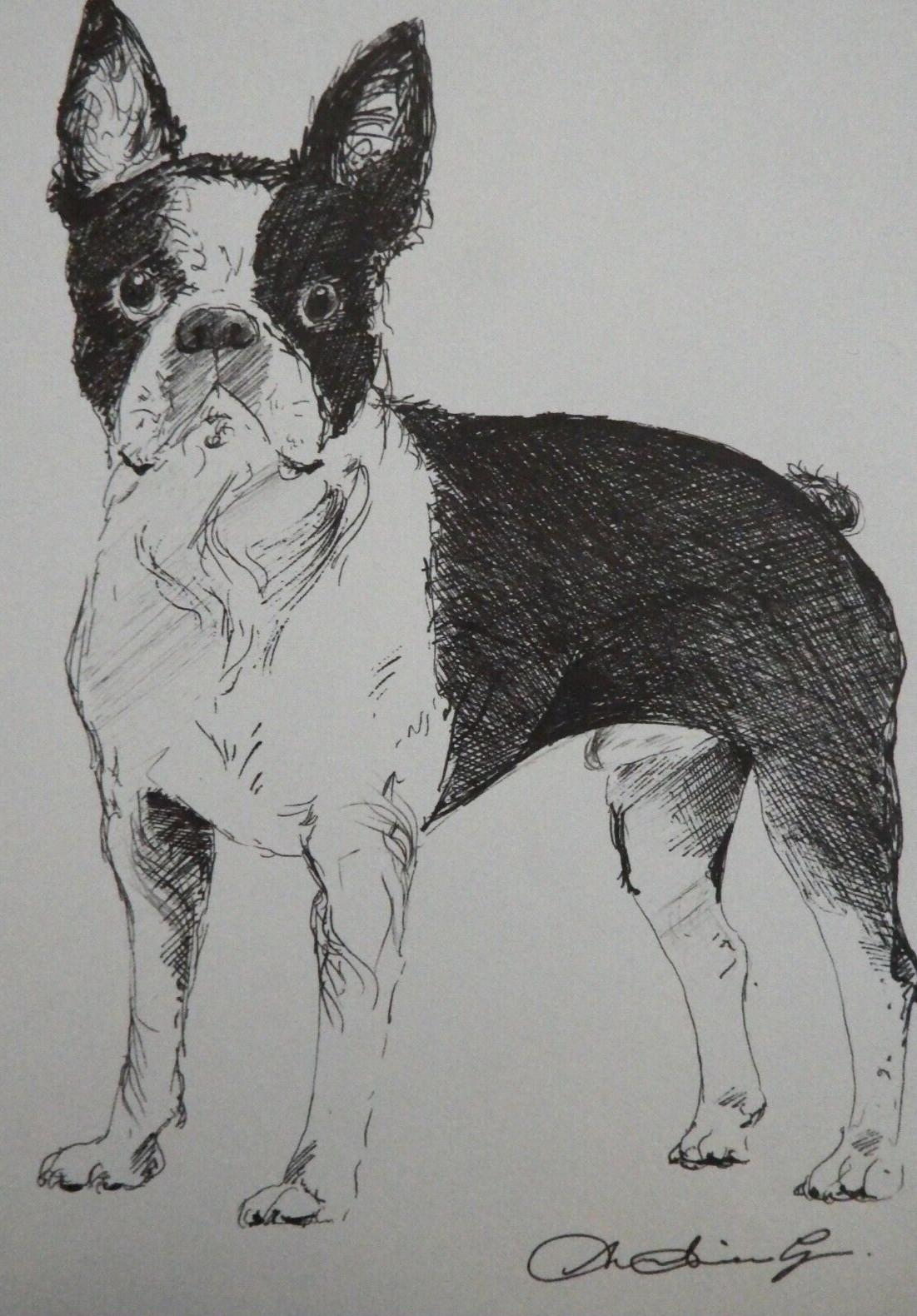 Ink drawing Boton Terrier sketch dog on ivory white paper