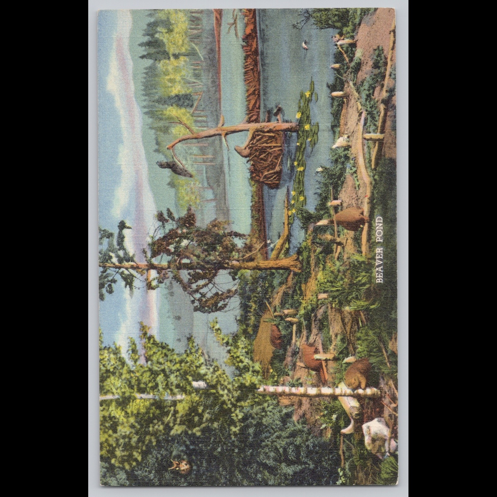 Antique Postcard Diorama Beaver Pond State Museum Denver Colorado