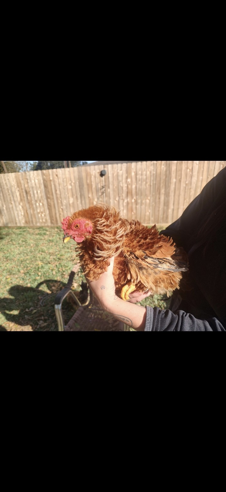Bantam mystery egg Hatch 12 eggs 