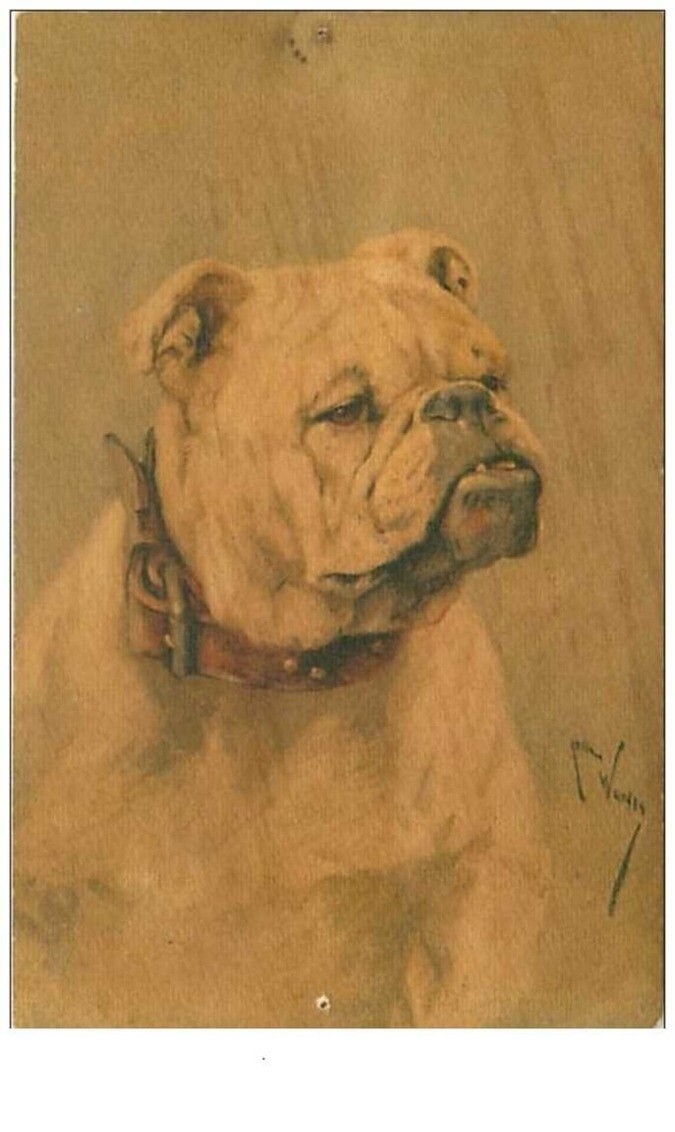 Dogs No. 72 Portrait Of A Bulldog. See Condition
