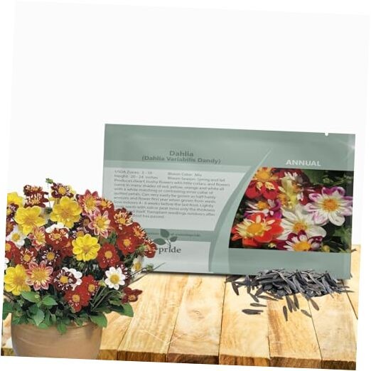  Dandy Mixed Dahlia Seeds for Planting - 500 Pcs Annual, Easy to 500 Seeds