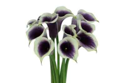 Picasso Calla Lily Flower