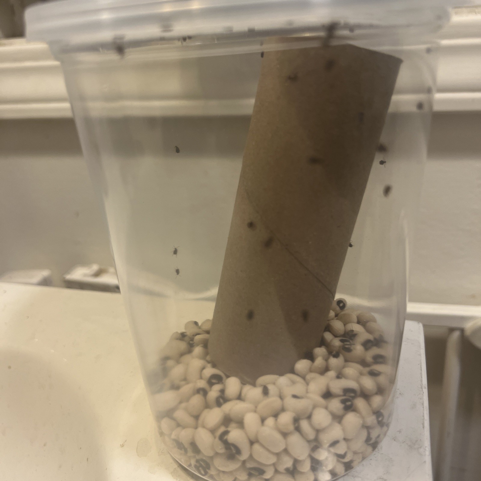 Bean Beetle Big 32oz Culture - LOADED WITH EGGS! Fruit Fly Replacement!