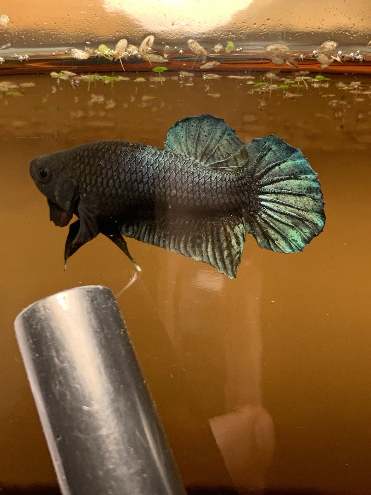 Betta Super Plakat Fighter