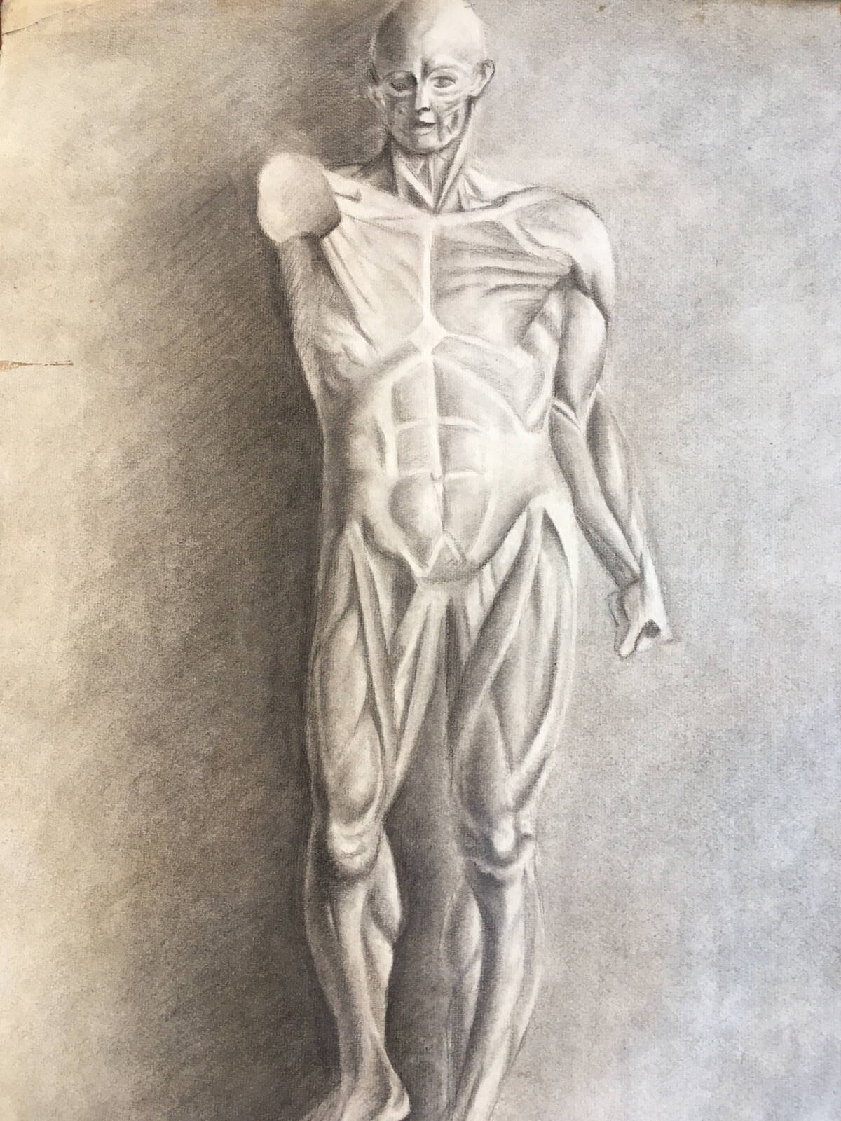 Superb Large Drawing 60cm Anatomy Ecorche Curiosi Handmade Lead Pencil 1916