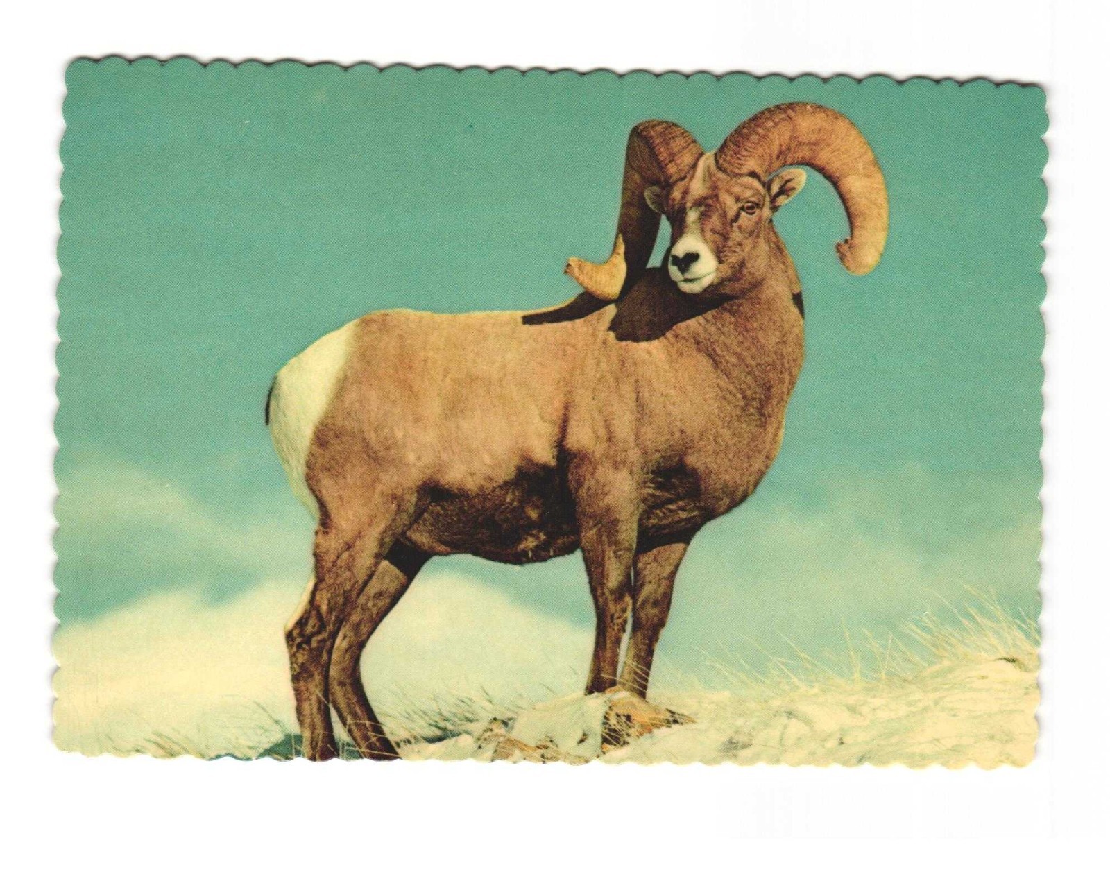 Bighorn Sheep Live On The Rocky Slopes of the Mountain West Vtg Postcard Unp