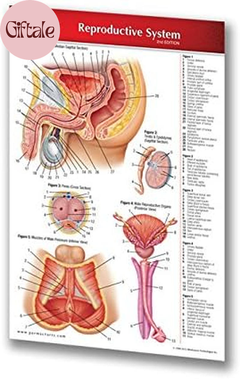 Reproductive System Guide - Pocket Chart - Medical Quick Reference Guide