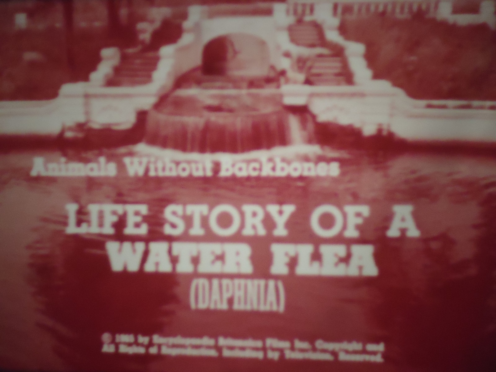 16mm Life Story of Water Flea  Faded Color 400' Educational Print 