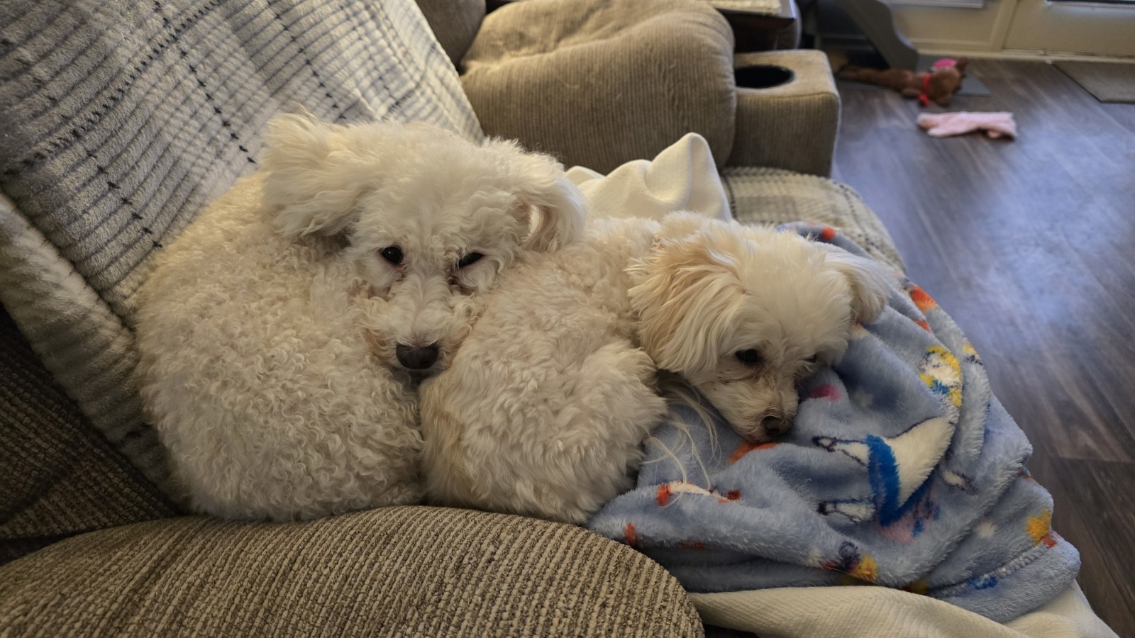 1800gifts.com premium domain name Flower Gifts Presents Website