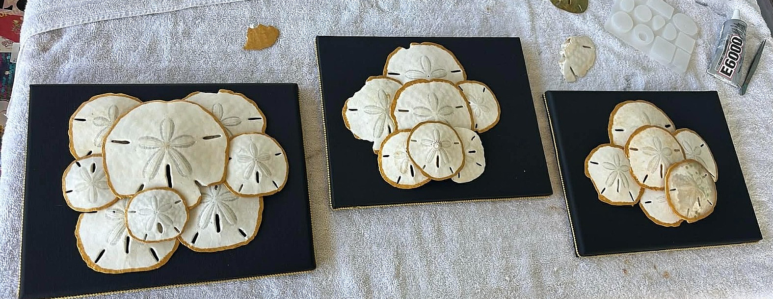 SAND DOLLAR COLLAGE ON BLACK CANVAS/ OOAK Coastal Decor Handmade 10X8