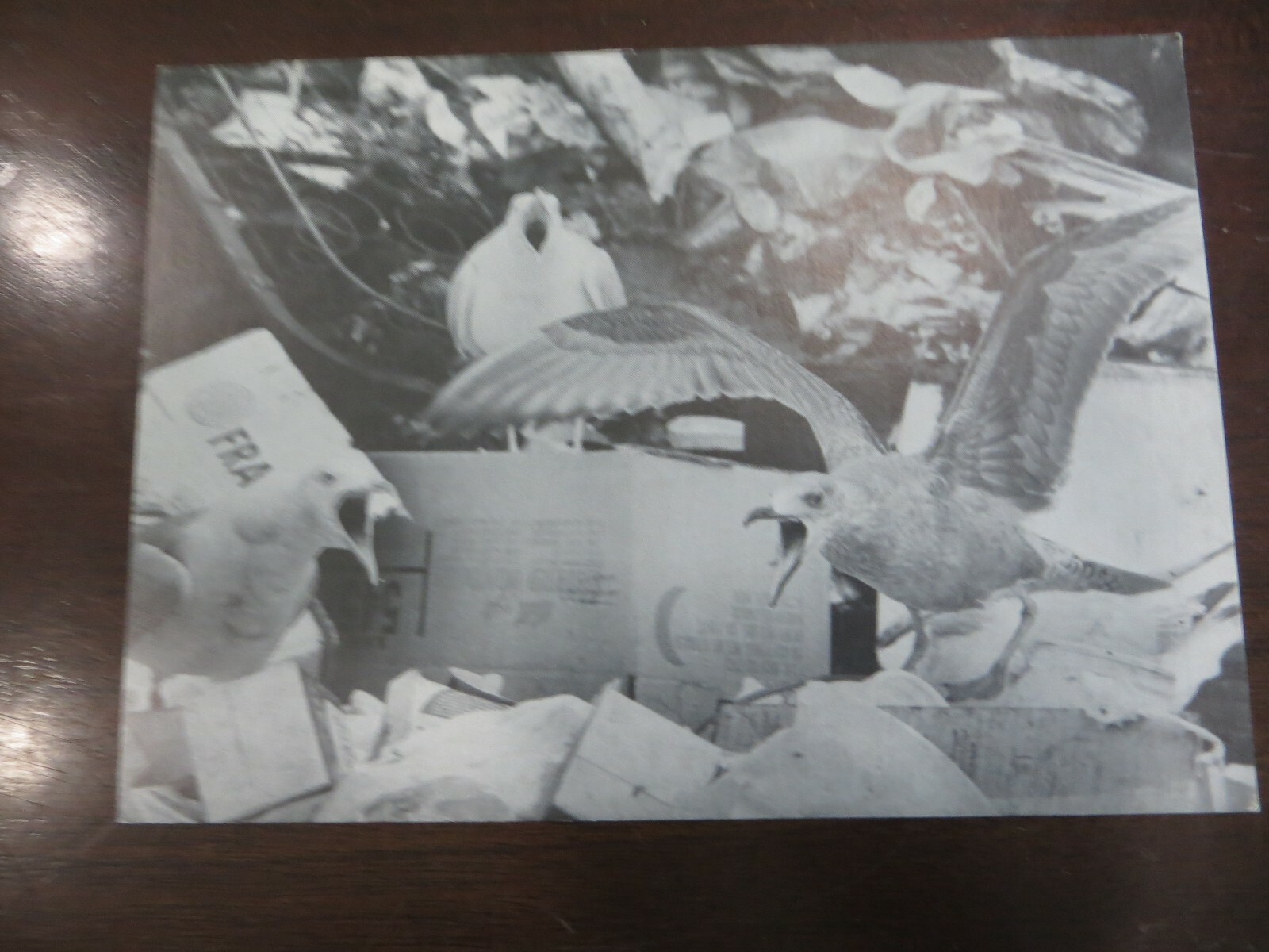 BEVERLY HALL PHOTOGRAPHY NANTUCKET,SEAGULLS AT A DUMP POST CARD
