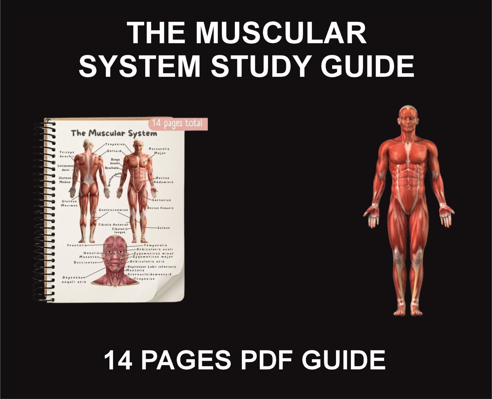 The Muscular System Study Guide, PDF