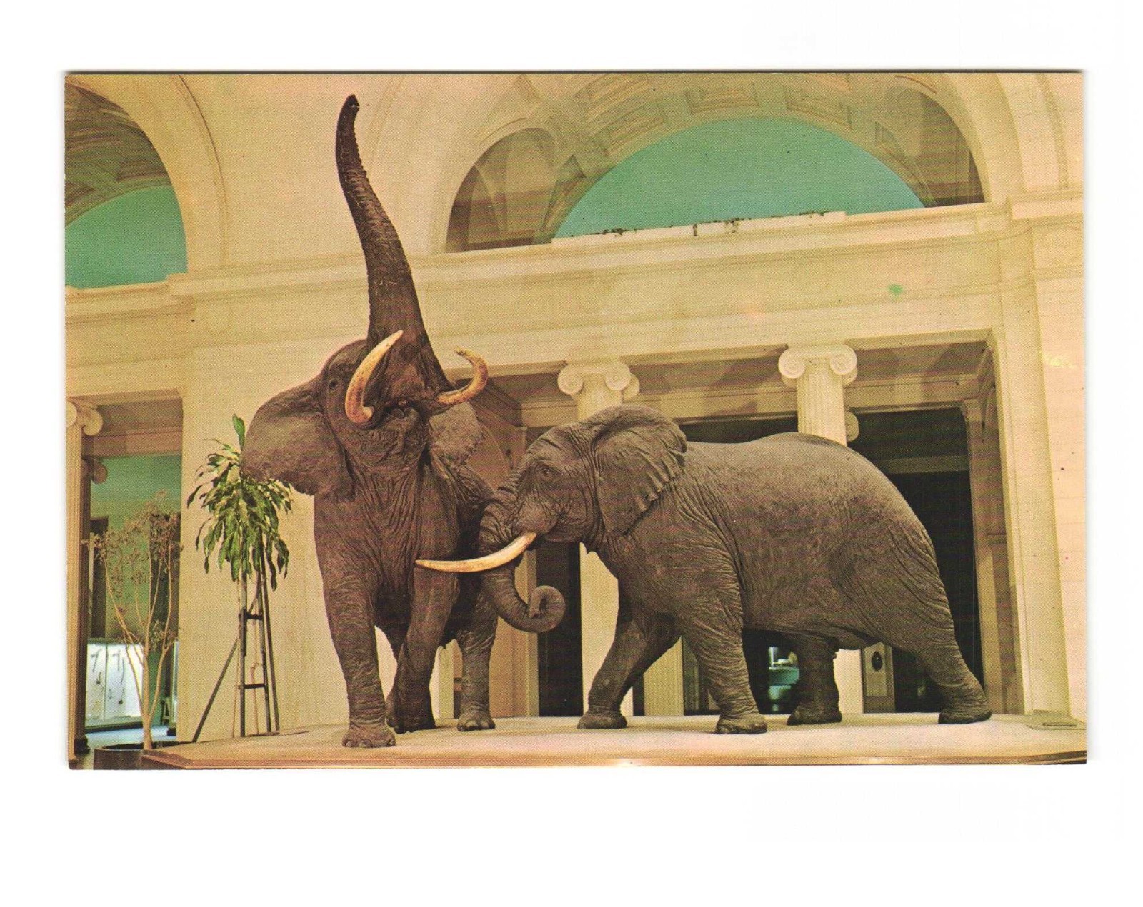 Field Museum of Natural History Chicago IL Fighting African Elephants postcard