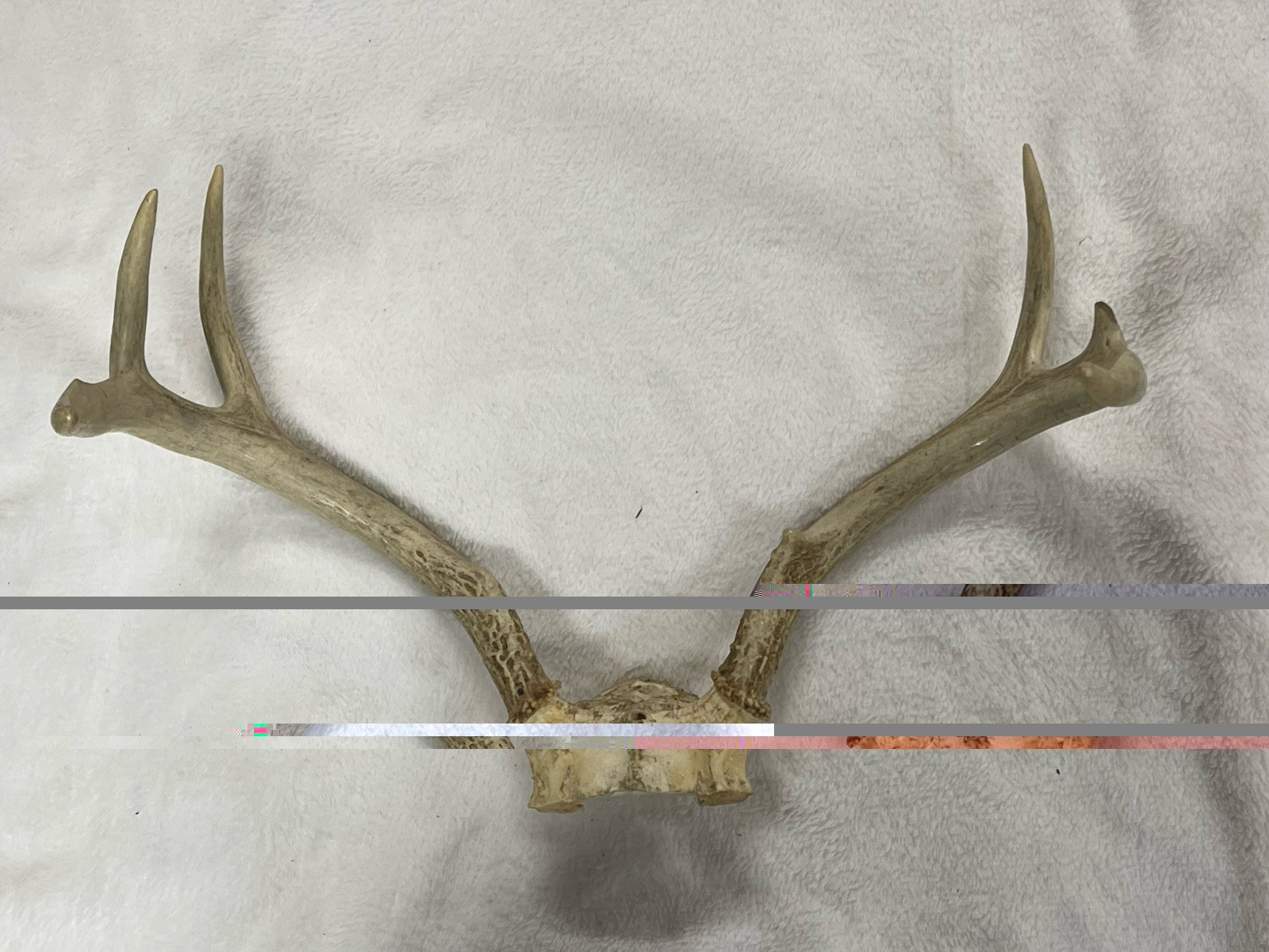 Whitetail Deer 5 Point Buck Antlers Cabincore Decor Dog Chews