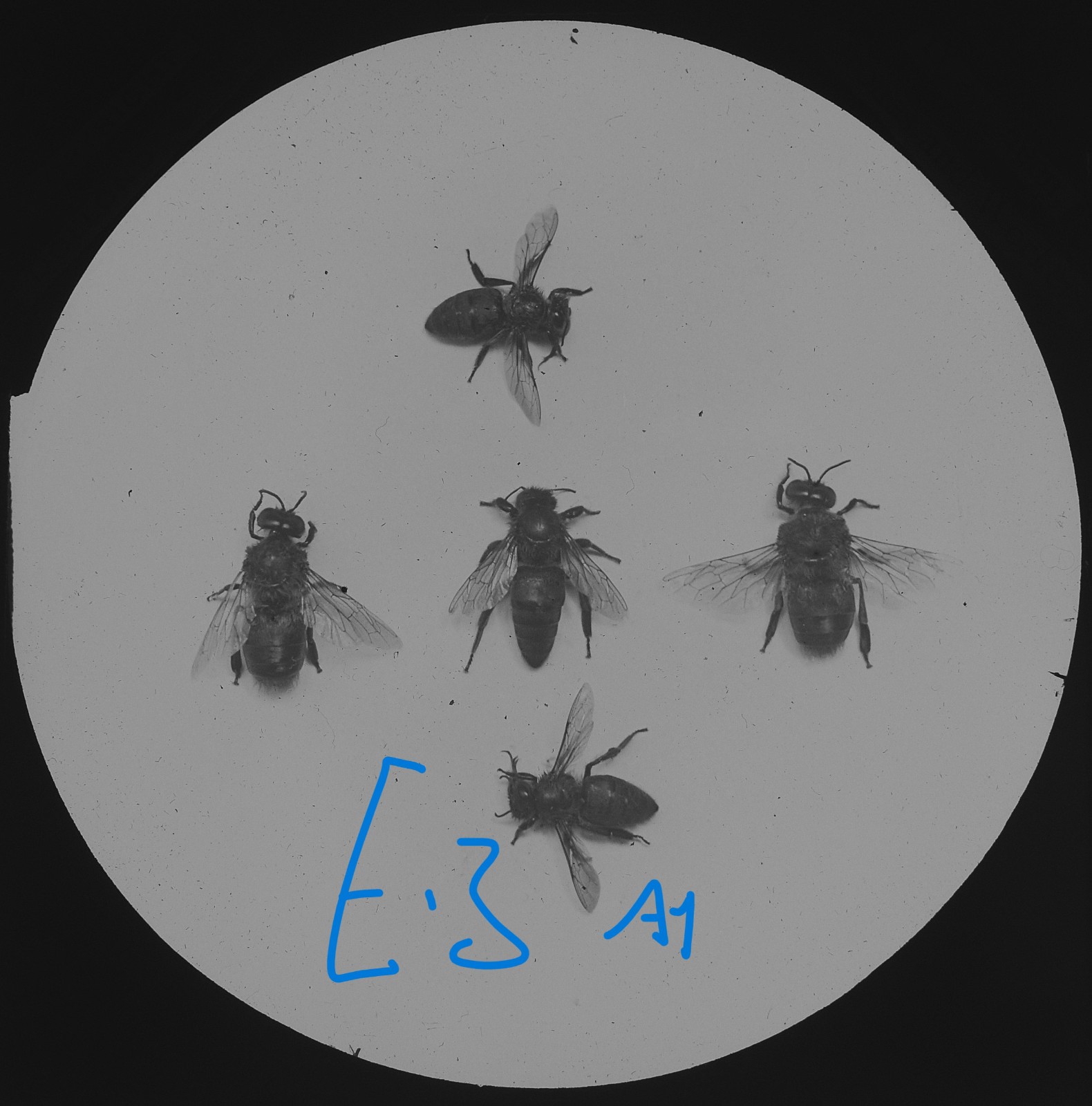 BEEKEEPING Photo QUEEN DRONES & WORKER BEES C1910 Magic Lantern Slide EDWARDIAN