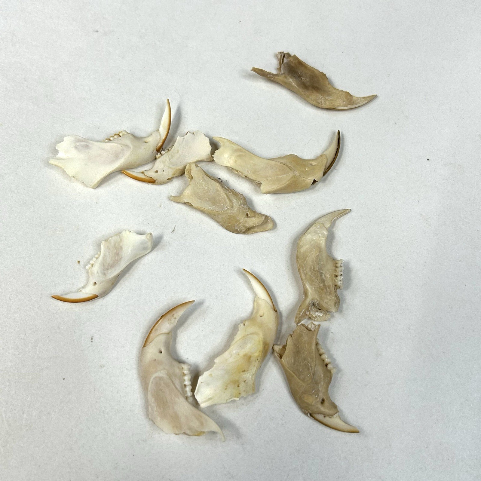 Lot Of 10 Damaged Real Squirrel Jaw Bones Cleaned Weird Goth Odd Crafts #1448