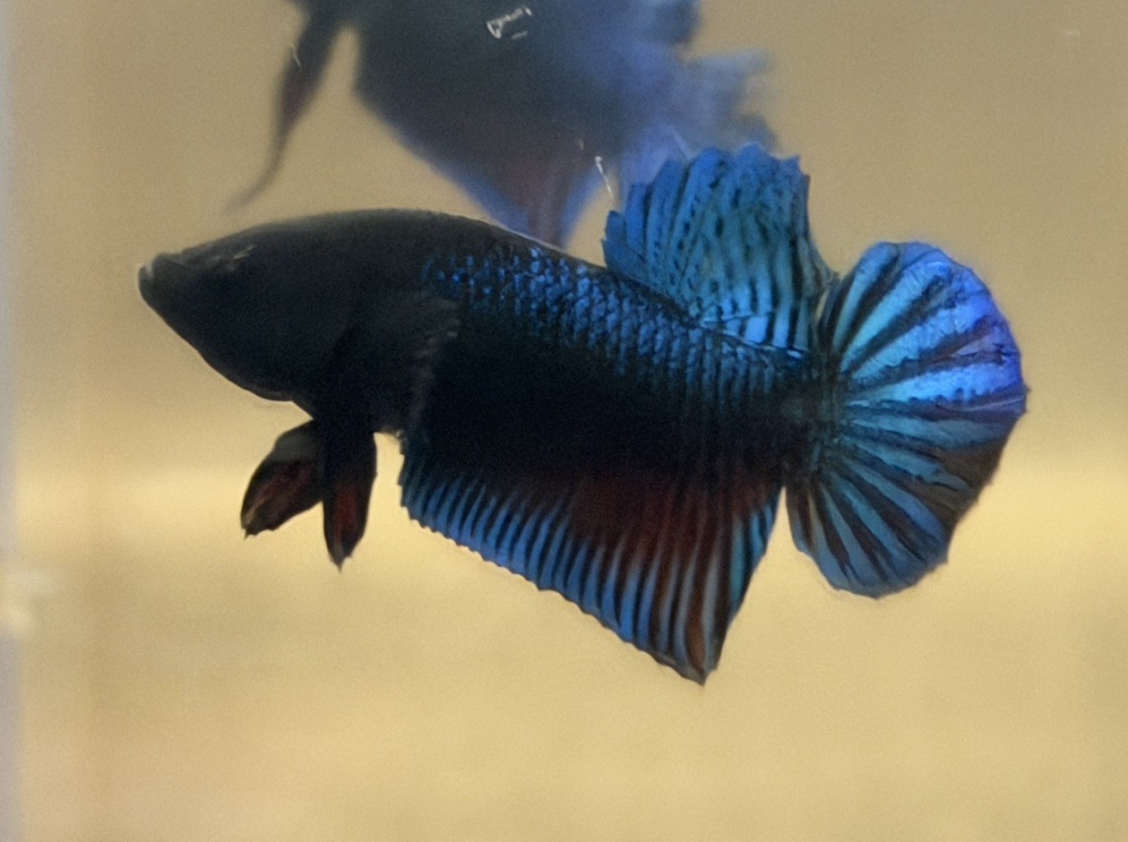 Super VIP Plakat Betta Fighter #10