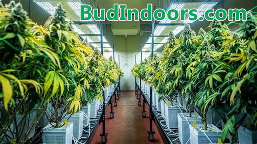 Domain Name BudIndoors.com Marijuana Cannabis Cup Shirt High Times Raw Papers